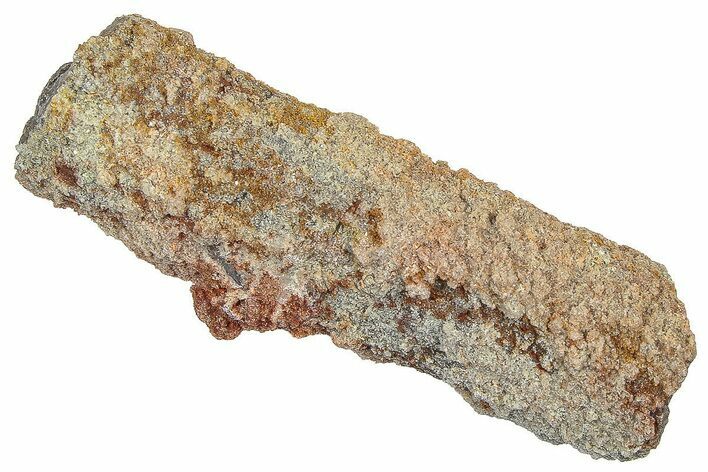Devonian Petrified Wood (Callixylon) Section - Oldest True Wood #363294